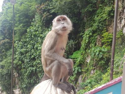 /pic/trip2017/06_malaysia_20171107_134332.jpg