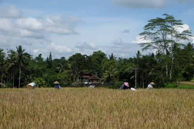 /pic/trip2017/08_bali_DSCF8577.JPG